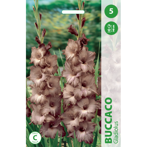 KARDELIAI BUCCACO