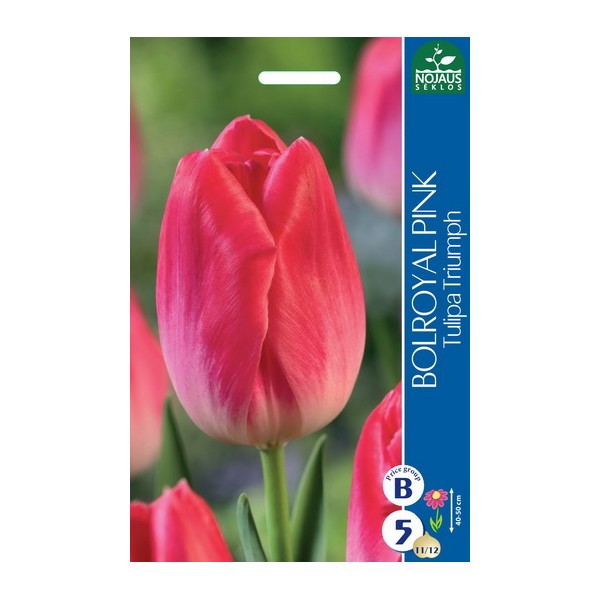 TULPĖS BOLROYAL PINK