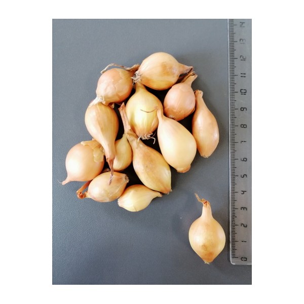 0.5KG STURON 14/21 VĖLYVI SVOGŪNŲ SODINUKAI