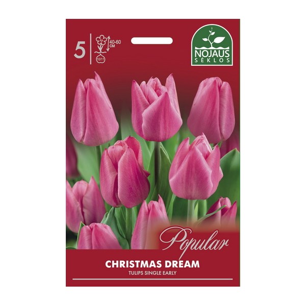 POPULAR TULPĖS CHRISTMAS DREAM