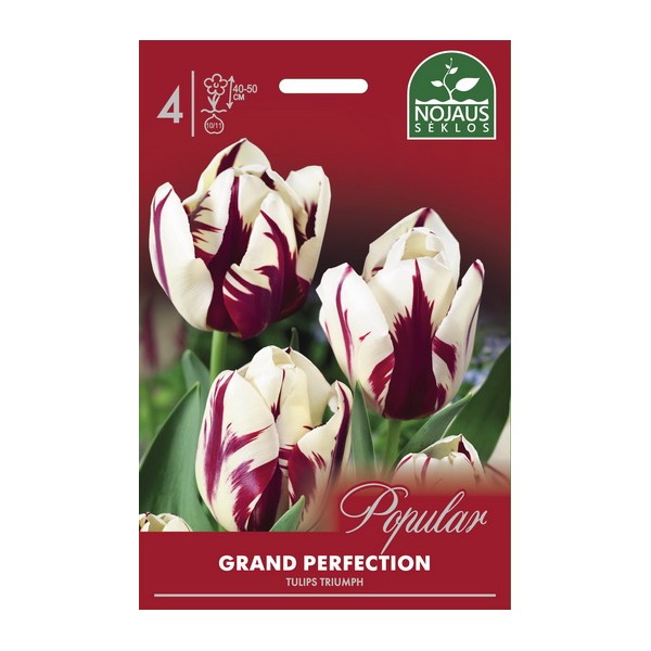 POPULAR TULPĖS GRAND PERFECTION