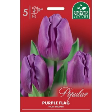 POPULAR TULPĖS PURPLE FLAG