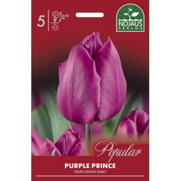 POPULAR TULPĖS PURPLE PRINCE