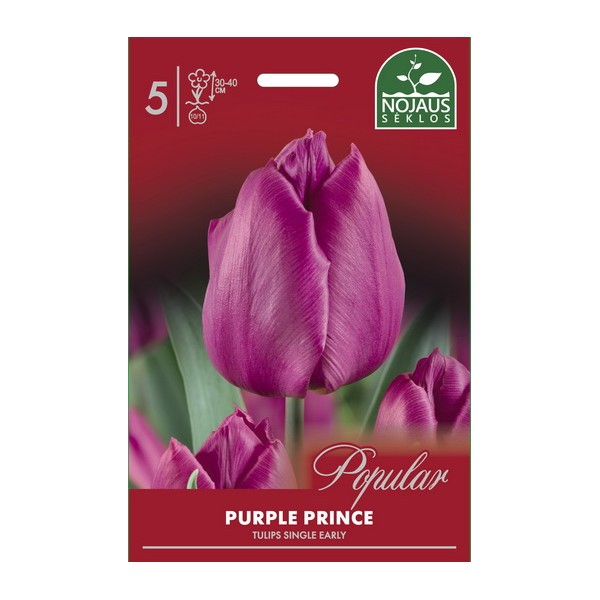 POPULAR TULPĖS PURPLE PRINCE