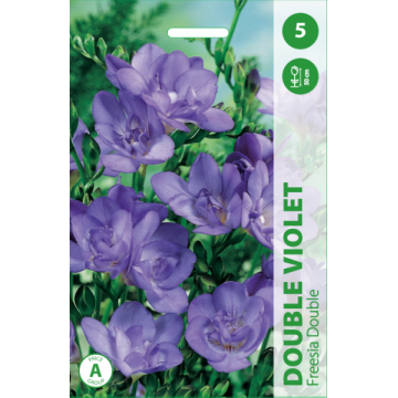 FREZIJOS DOUBLE VIOLET