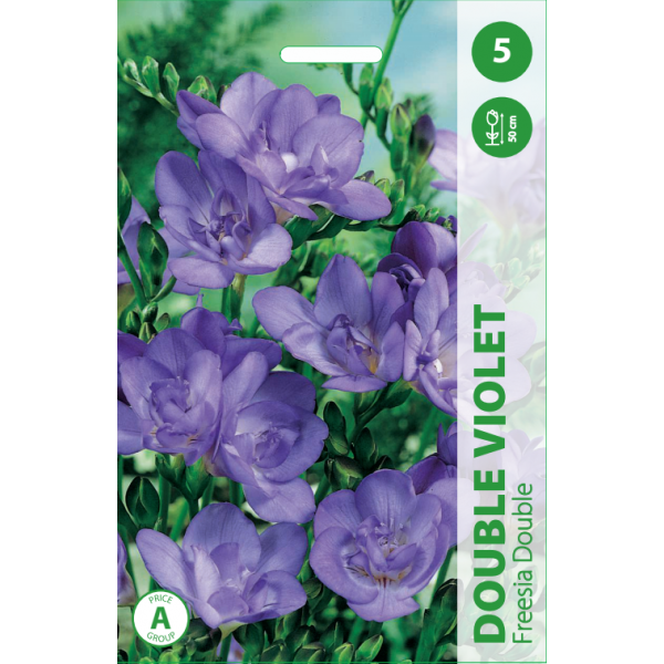 FREZIJOS DOUBLE VIOLET