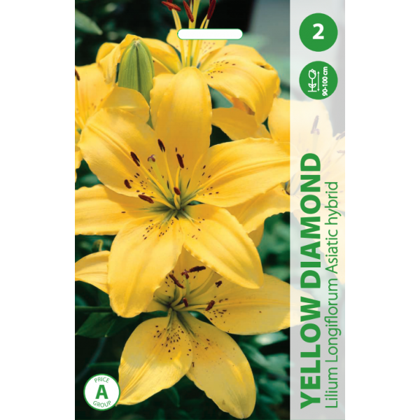 LELIJOS YELLOW DIAMOND