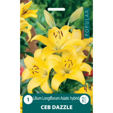 POPULAR LELIJOS CEB DAZZLE...