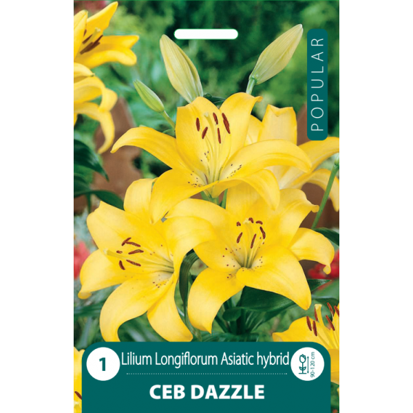 POPULAR LELIJOS CEB DAZZLE 1vnt
