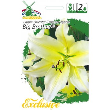 EXCLUSIVE LELIJOS BIG...