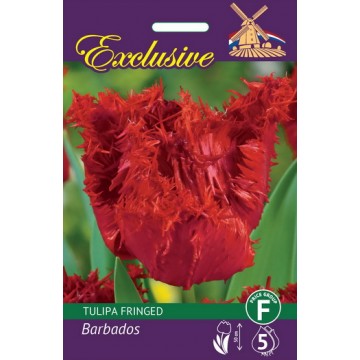 TULPĖS EXCLUSIVE BARBADOS