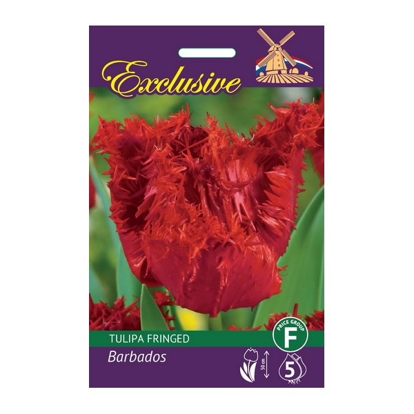 TULPĖS EXCLUSIVE BARBADOS
