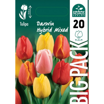 TULPĖS BIG PACK DARWIN...