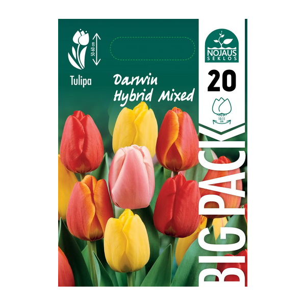 TULPĖS BIG PACK DARWIN HYBRID MIX 20 vnt.