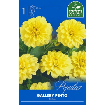 POPULAR JURGINAI GALLERY PINTO