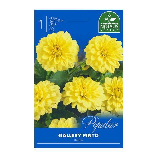 POPULAR JURGINAI GALLERY PINTO