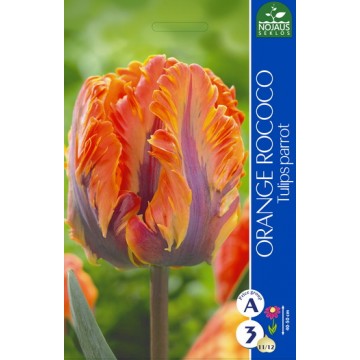 TULPĖS ORANGE ROCOCO