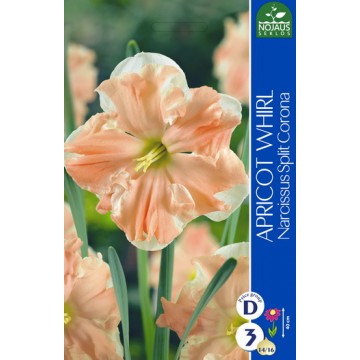 NARCIZAI APRICOT WHIRL
