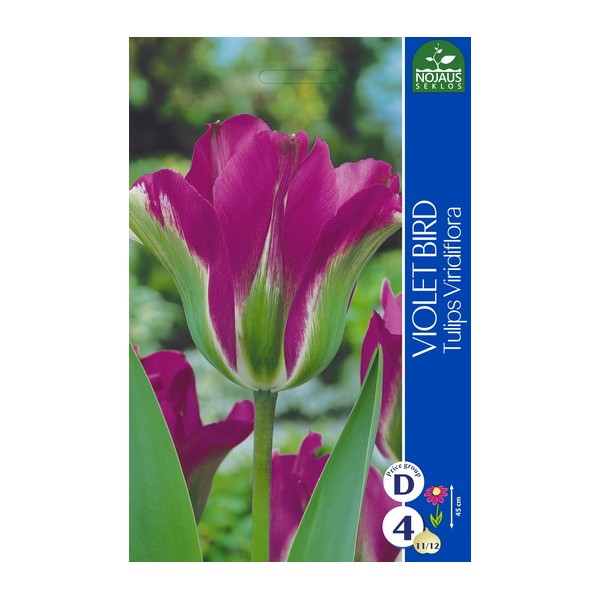 TULPĖS VIOLET BIRD