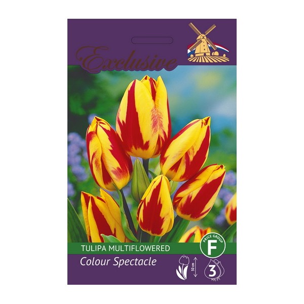 TULPĖS EXCLUSIVE COLOUR SPECTACLE