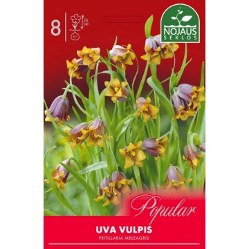 POPULAR MARGUTĖS UVA VULPIS