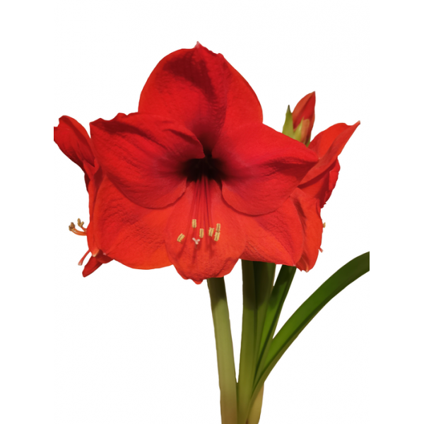 MEILENIS (AMARILIS) RED LION