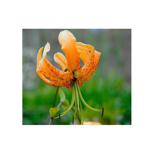 LELIJOS SPECIOSUM HENRYI