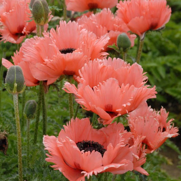 AGUONA DEKORATYVINĖ PINK RUFFLES
