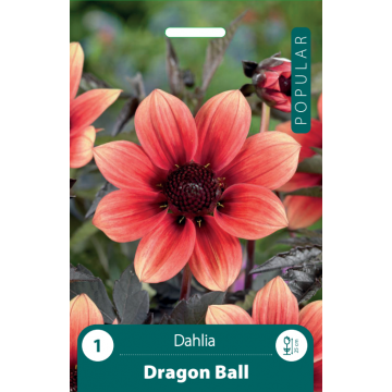 JURGINAS DRAGON BALL 1vnt