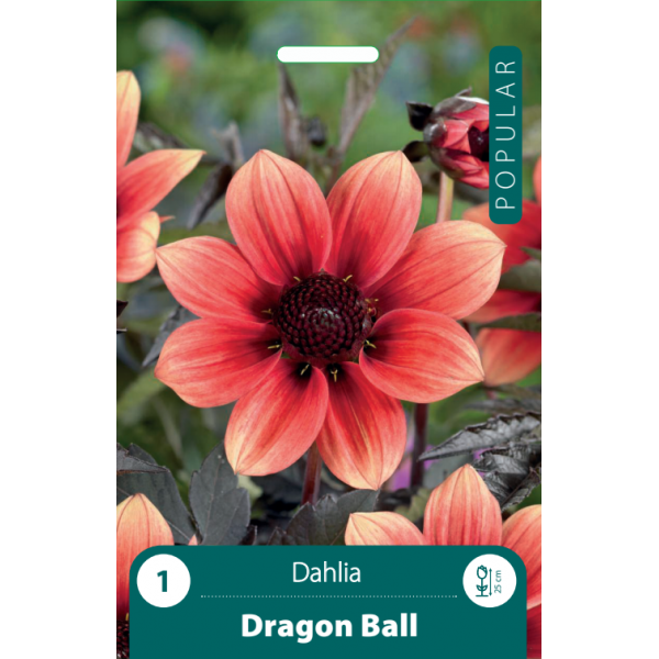 JURGINAS DRAGON BALL 1vnt