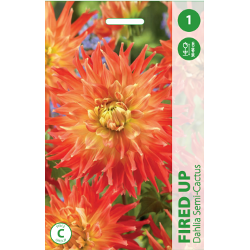 JURGINAS FIRED UP 1vnt