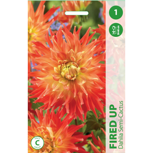 JURGINAS FIRED UP 1vnt