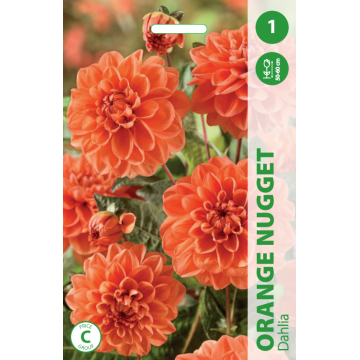JURGINAI ORANGE NUGGET 1vnt