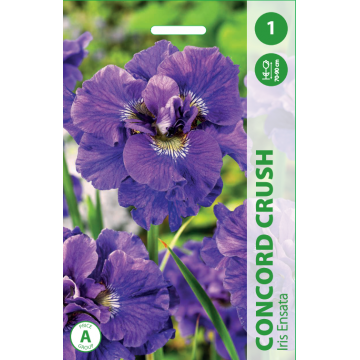 VILKDALGIAI CONCORD CRUSH