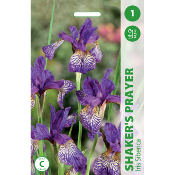 VILKDALGIAI SHAKER'S PRAYER