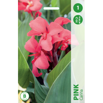 KANOS PINK 1vnt