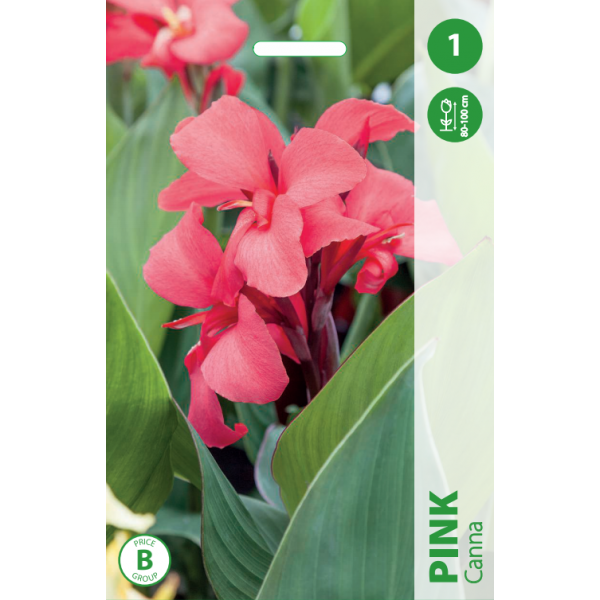 KANOS PINK 1vnt