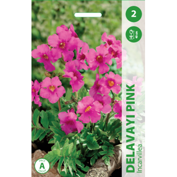 INKARVILĖJA DELAVAYI PINK