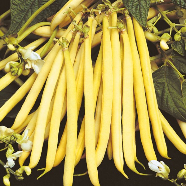 PUPELĖS (ŠPARAGINĖS) BERGGOLD 1kg