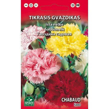 GVAZDIKAS TIKRASIS ŠABO