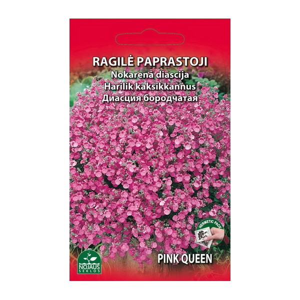 RAGILĖ PAPRASTOJI PINK QUEEN