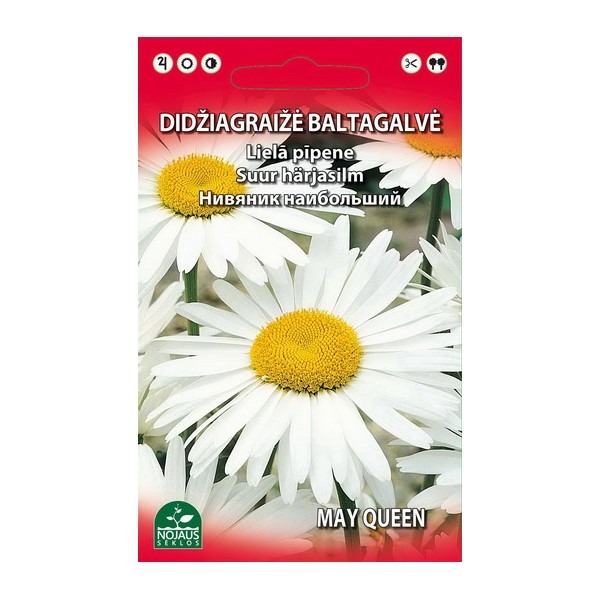 DIDŽIAGRAIŽĖ BALTAGALVĖ DAUGIAMETĖ