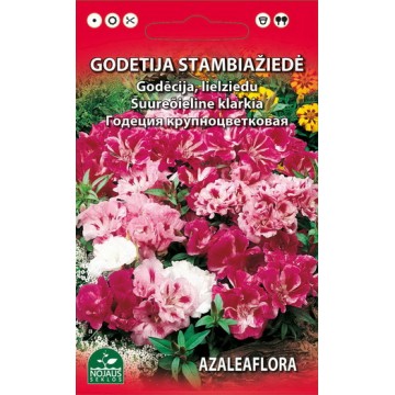 GODECIJA STAMBIAŽIEDĖ MIŠINYS