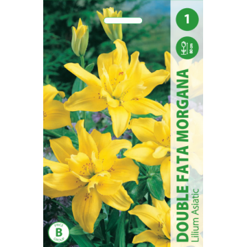 LELIJOS DOUBLE FATA MORGANA