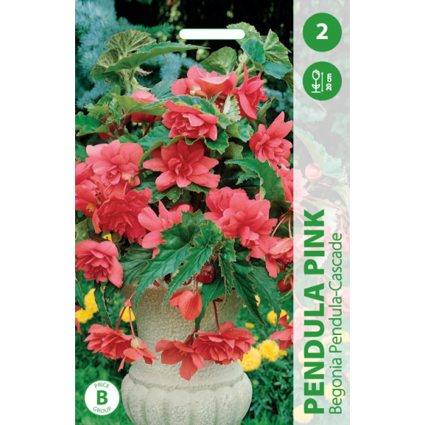 BEGONIJOS PENDULA CASCADE PINK