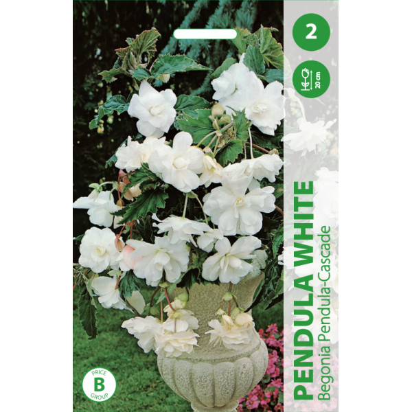 BEGONIJOS PENDULA CASCADE WHITE 2vnt
