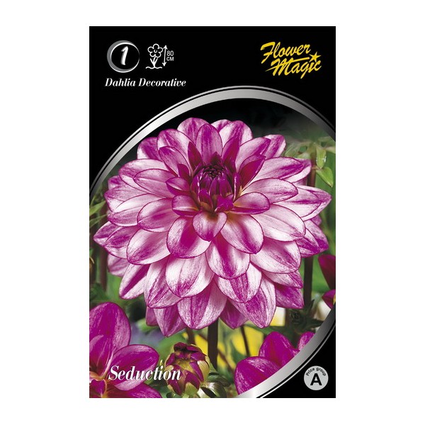 JURGINAS SEDUCTION 1vnt