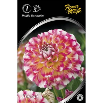 JURGINAI HAWAII 1vnt