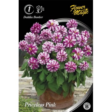 JURGINAS PRICELESS PINK 1vnt