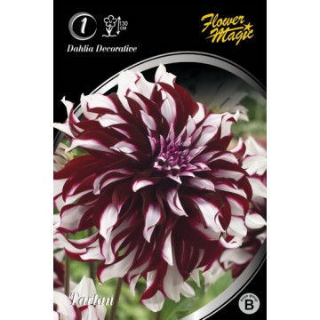 JURGINAS TARTAN 1vnt